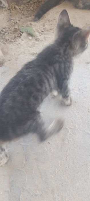 Отдам в добрые руки котят