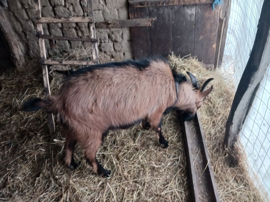 Vând țap alpin are 1 an