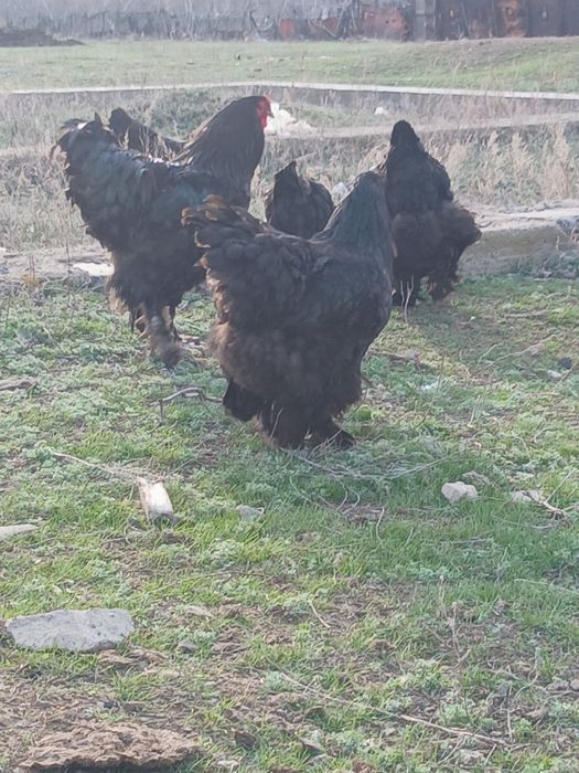 Инкубационное яицо брамы