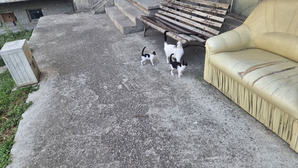 Безплатно котета