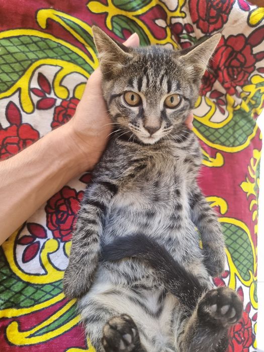 Отдам котёнка в добрые руки