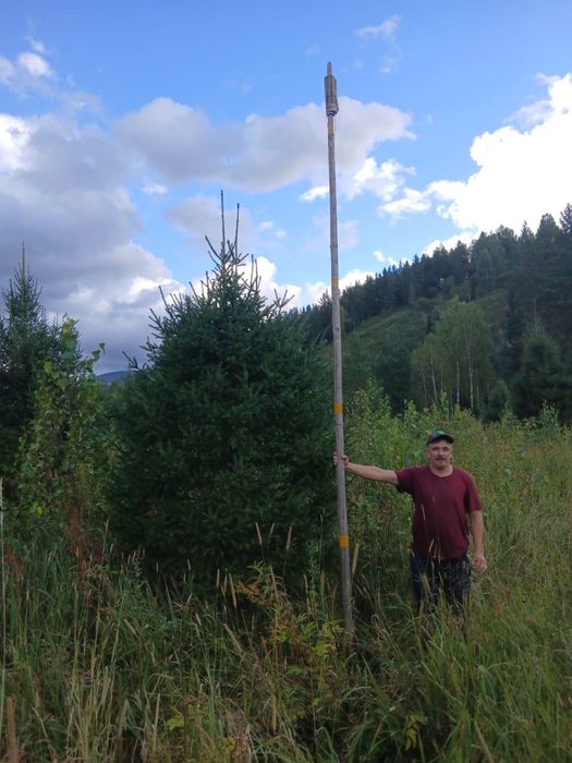 Посадочный материал Сибирская ель