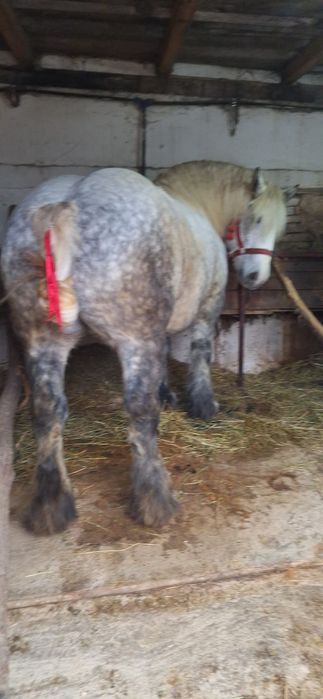 manza ardeneza   grea