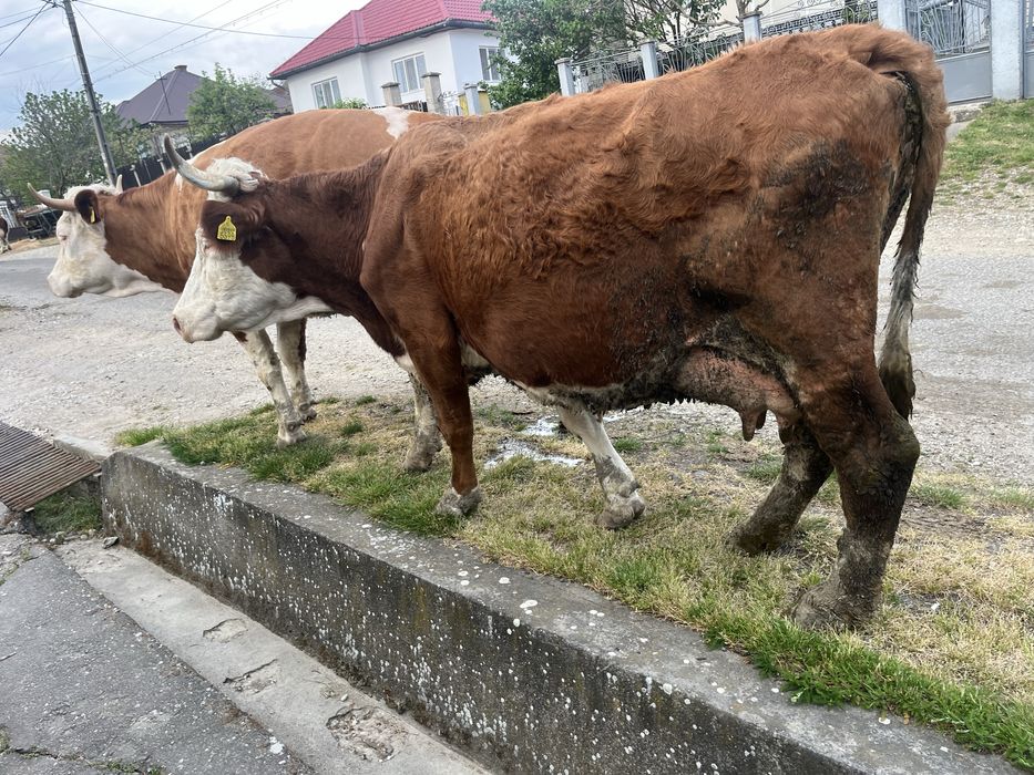 Vand vaca baltata romaneasca