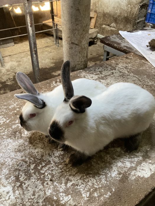 Кролики породы-калифорния