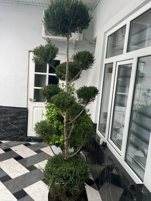 Dekarativni archa sotiladi