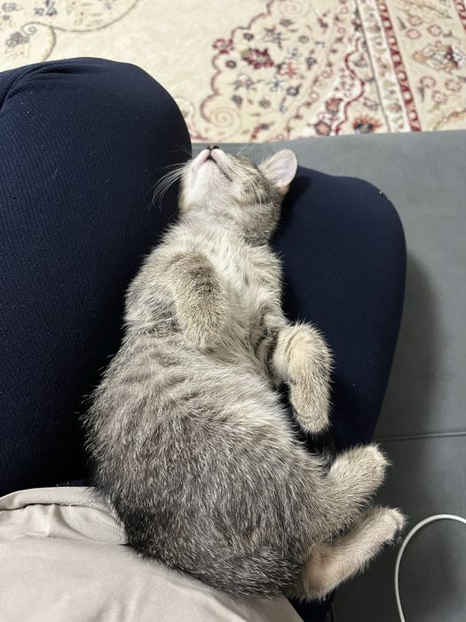 Отдам котика в добрые руки