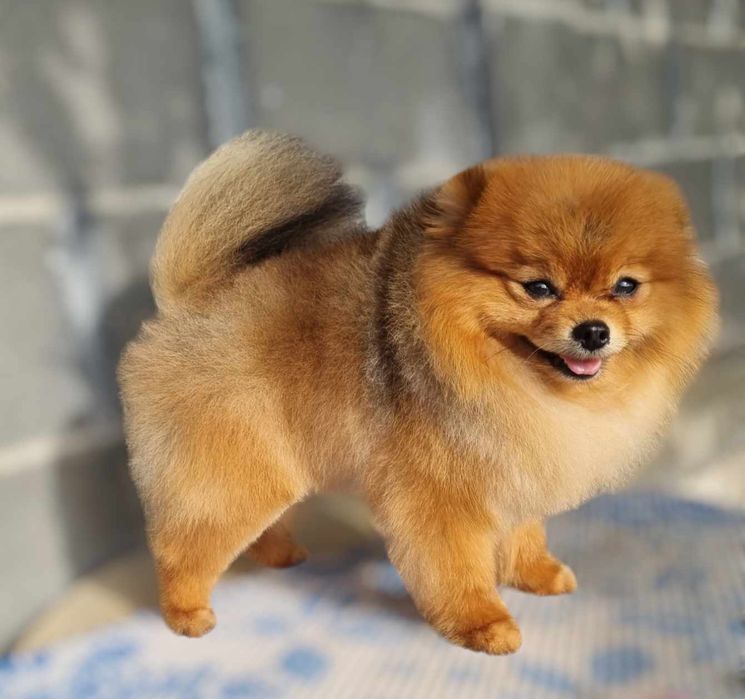 Померан уникално момче