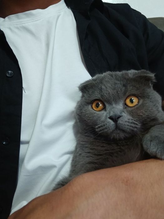 Породистая кошка
