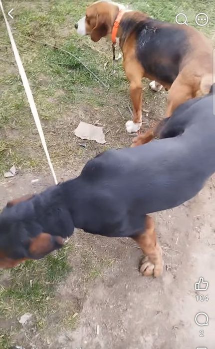 Женско трицветно гонче на 4 м.