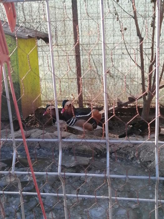 Vând rățoi mandarin