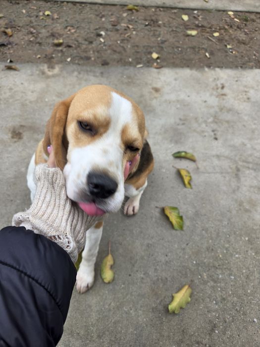 Donez femela  beagle