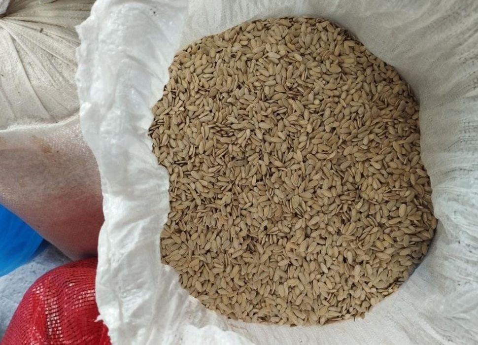 Семена дыни, Ангелек тукым, тукым, кауын, бакинка,