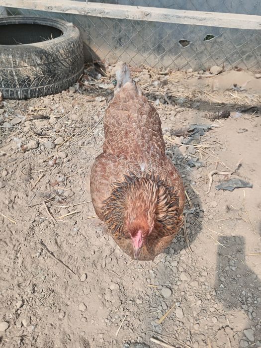 Vând 2 găini și un cocos Brahma