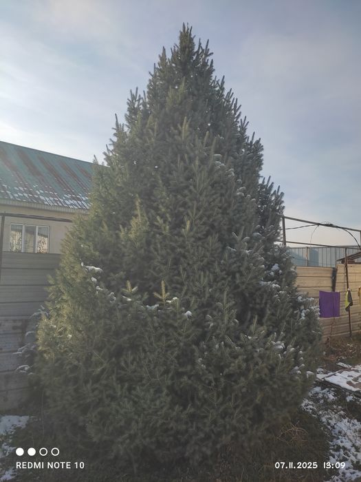 Продам ёлку 5-6 метров