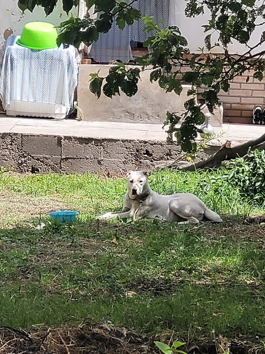 Алабай Киз бола 7-8 ойлик
