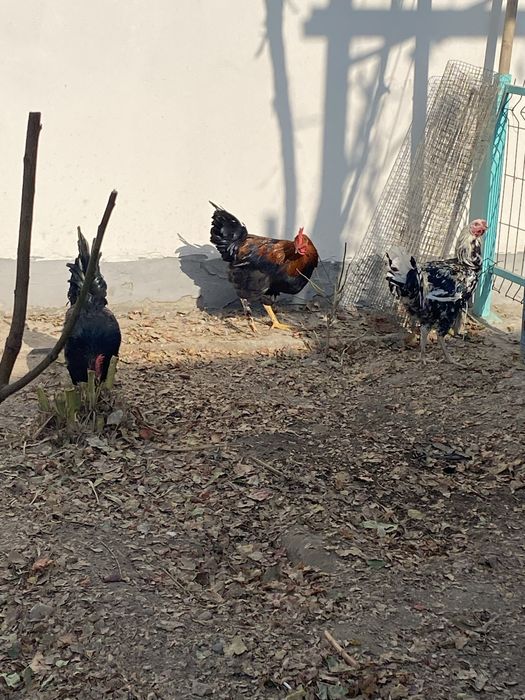 Домашние петухи