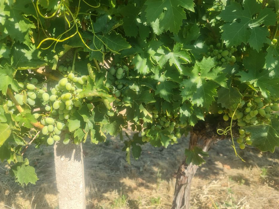 Продавам лозе с десертно грозде в с.Поповица