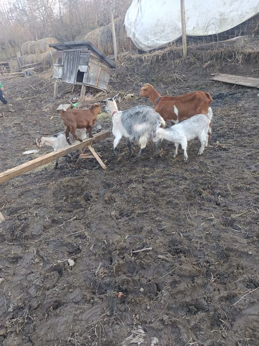 Vând 2 capre cu 3 iede capre bune de lapte