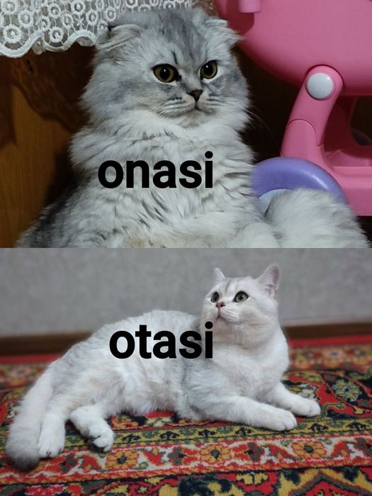 7 oylik yetilgan shinshilla mushuk erkak