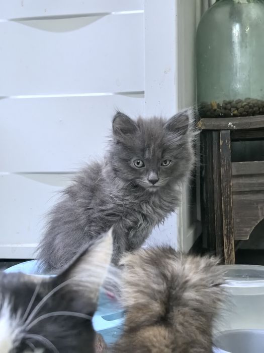 Котёнок серый колико