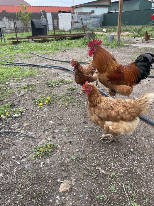 Үйдің тауықтары 5000 теңгеден.