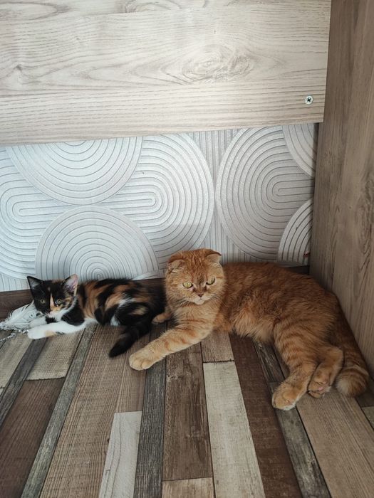 Шотладские котята