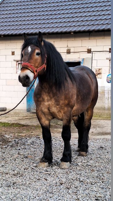 De vânzare un cal castrat de 4 anii  garantat de orice la 1,70 ca o în