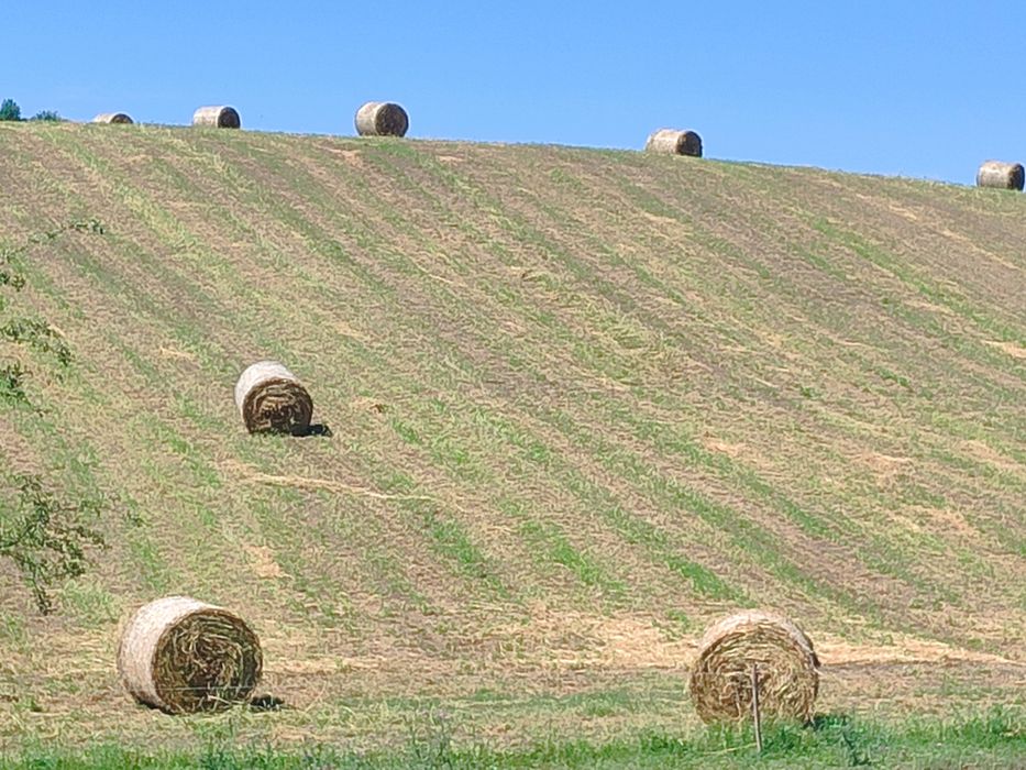 Balot de vanzare