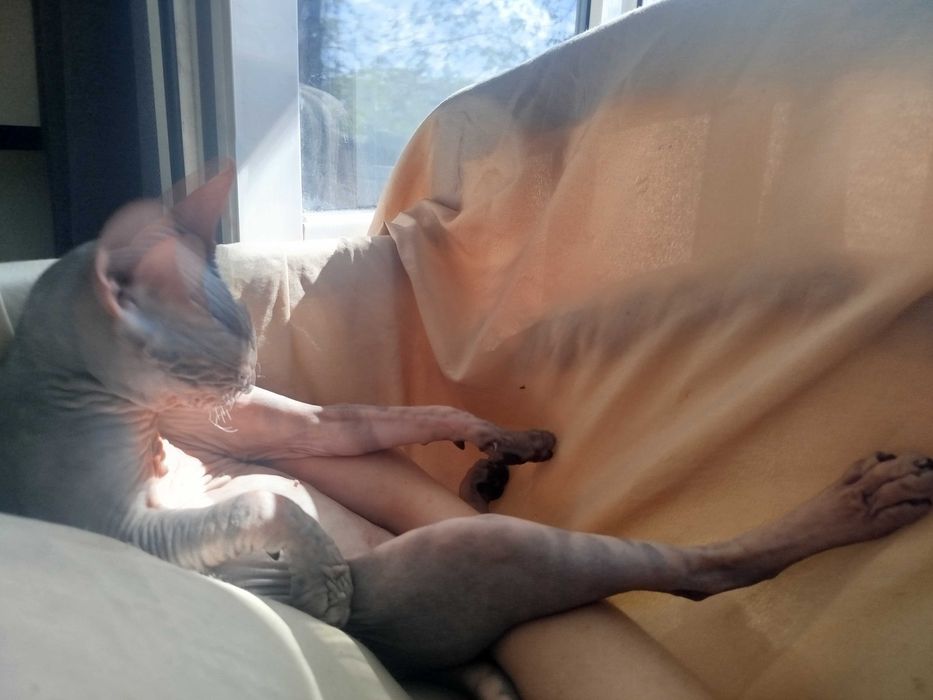 Донской сфинкс-вязка