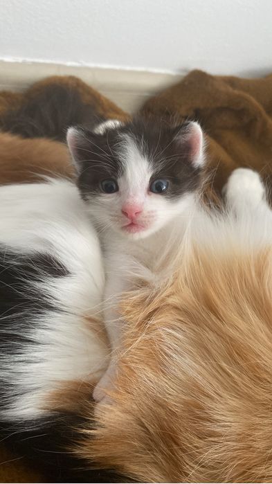Отдам котят в хорошие руки