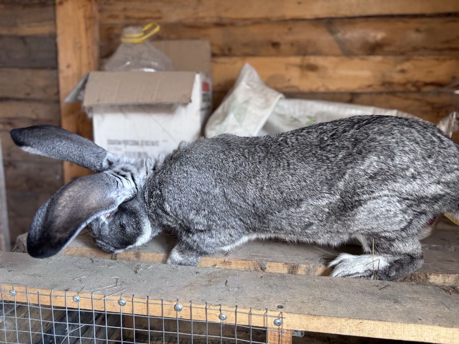 Продам Крола великан