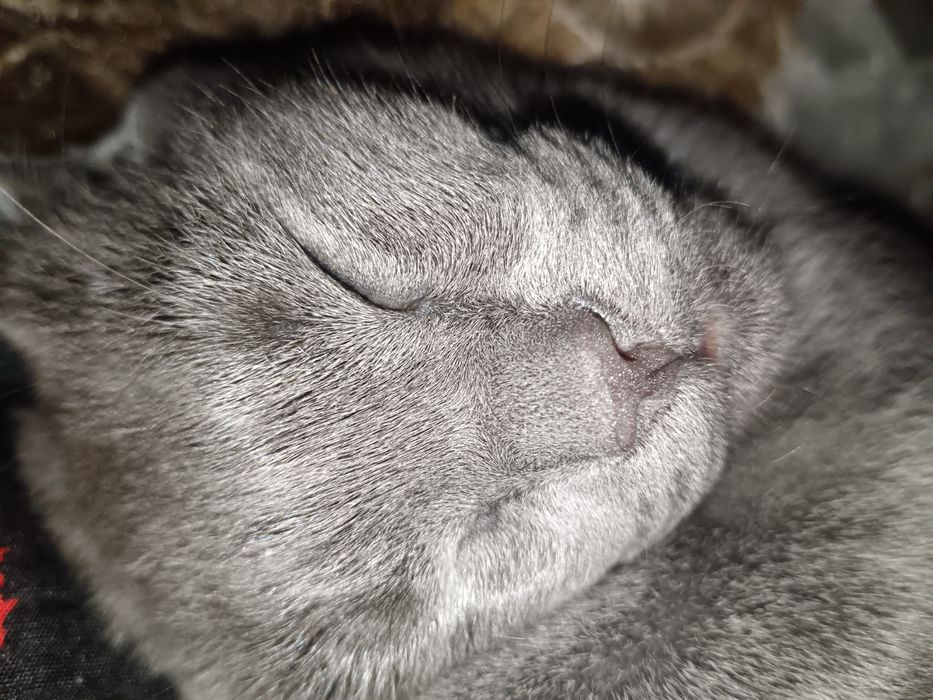 Mushuk Scottish Fold, ozoda, toza boqilgan  5 oylik