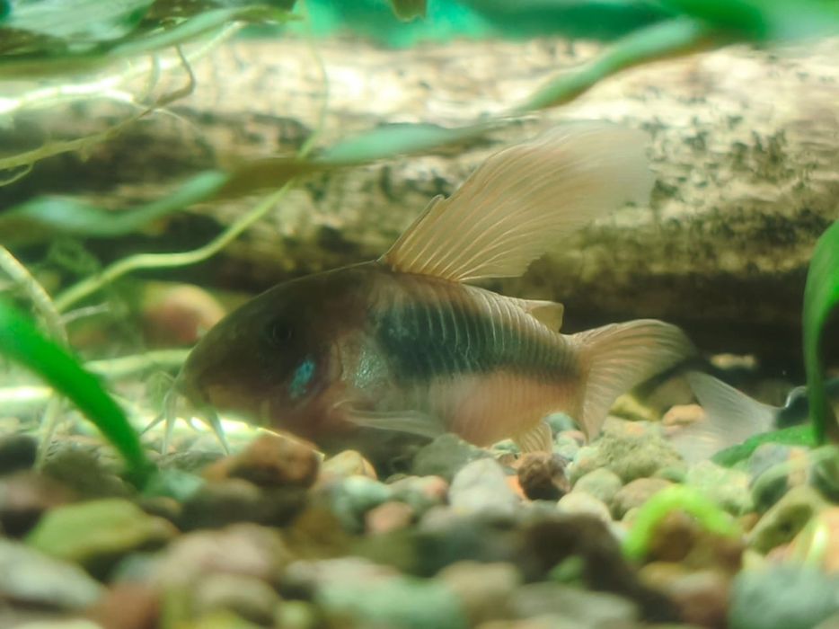 Сомик. Коридорас. Бронзовый вуалевый.