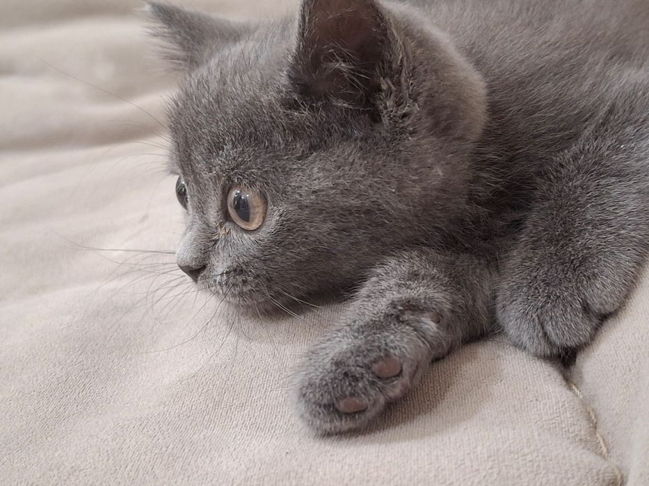 Продам кота британца