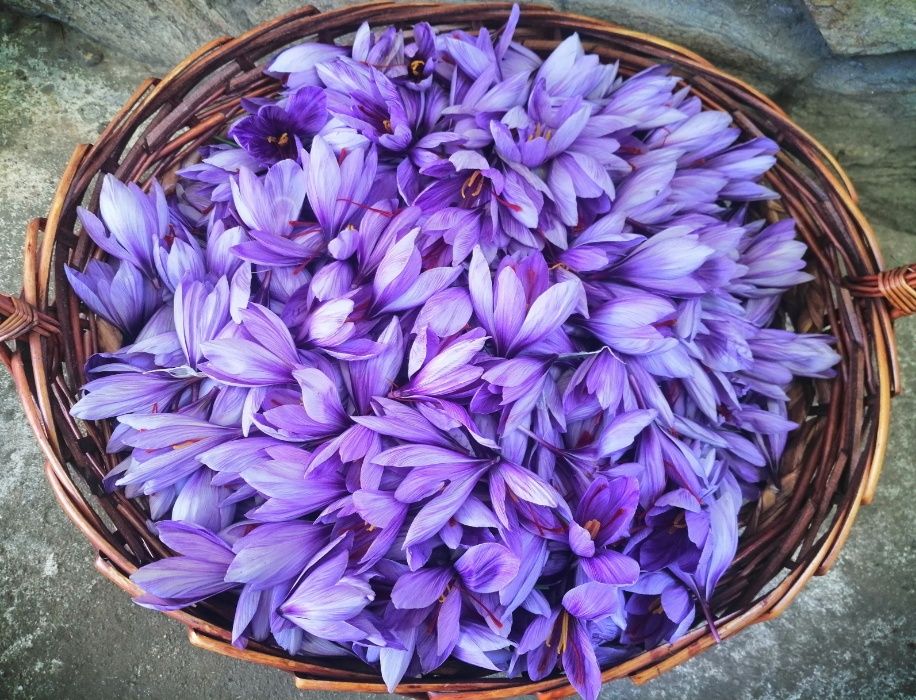 Obuchenie Kak Se Otglezhda Shafran