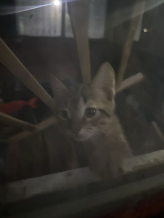 Туалет кошки буу