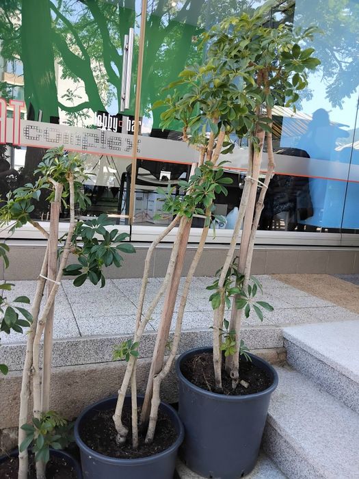 Продавам Шефлера / Schefflera 10 годишна, 170 см. височина, 10 броя
