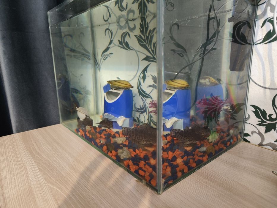 Продам аквариум с рыбками 2 сомика торакатума мальчики