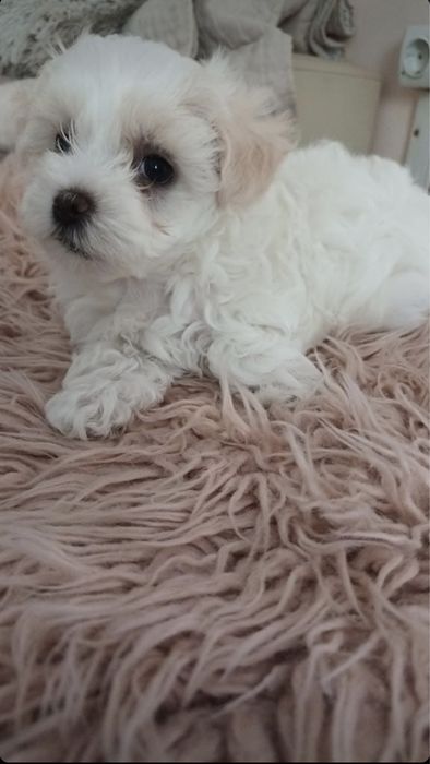 Vând pui de Bichon, sănătoși, jucăuși și plini de energie.