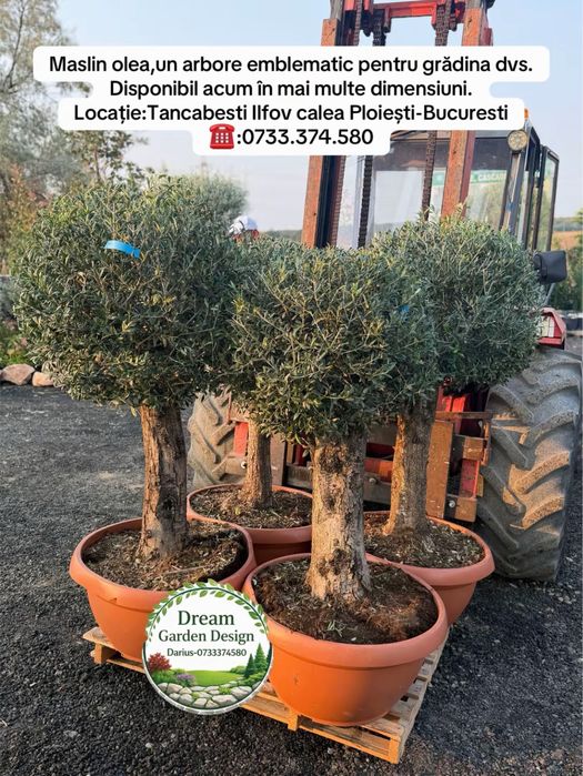 Vand plante ornamentale de calitate extra