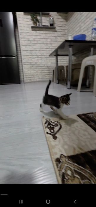 Котенка срочно в добрые руки!