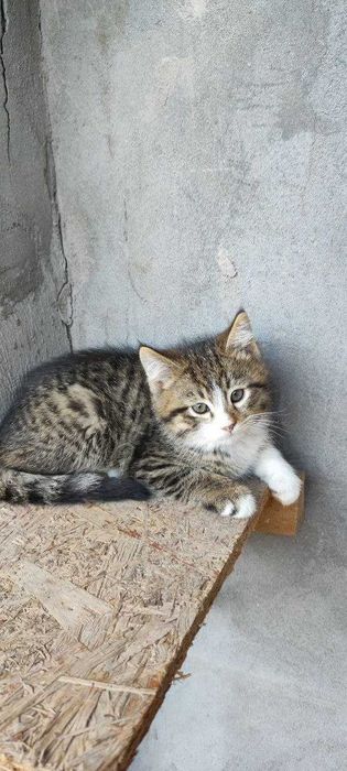 Отдам даром котята в добрые руки