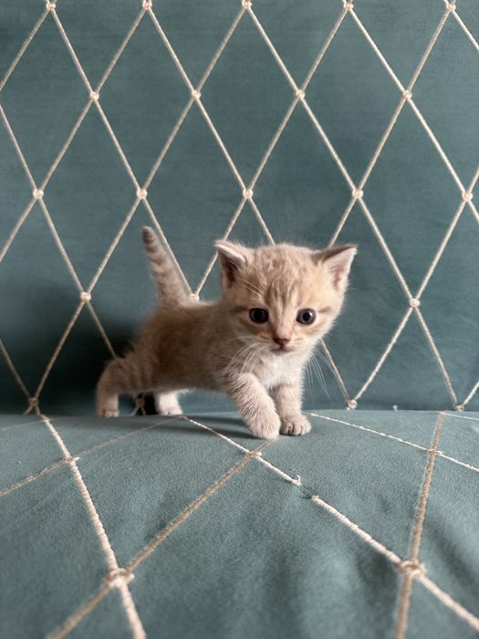 Котята вислоухие и прямоухие