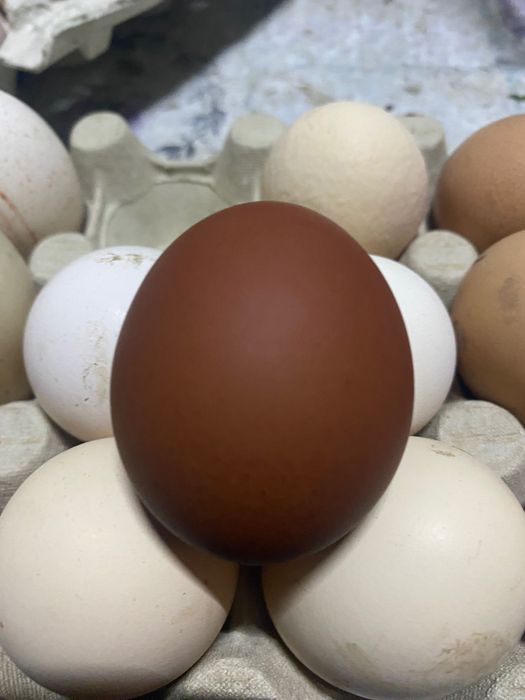 Ouă Marans și Australop