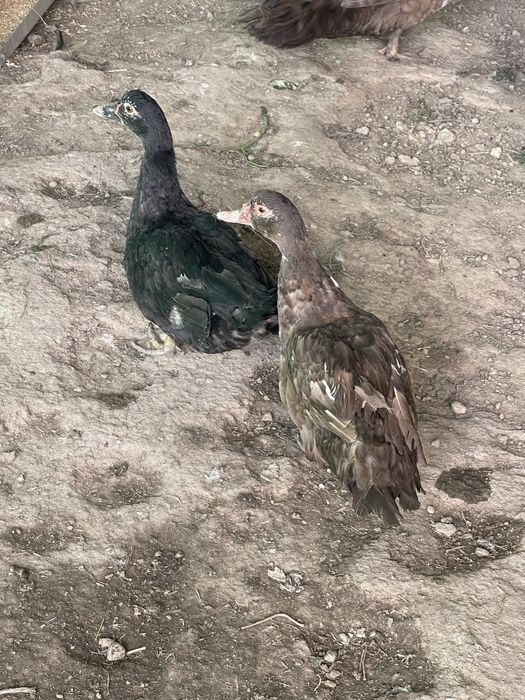 Продам индоутки срочно