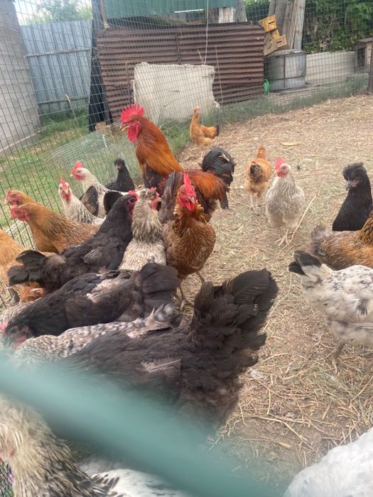 Продам домашных курей