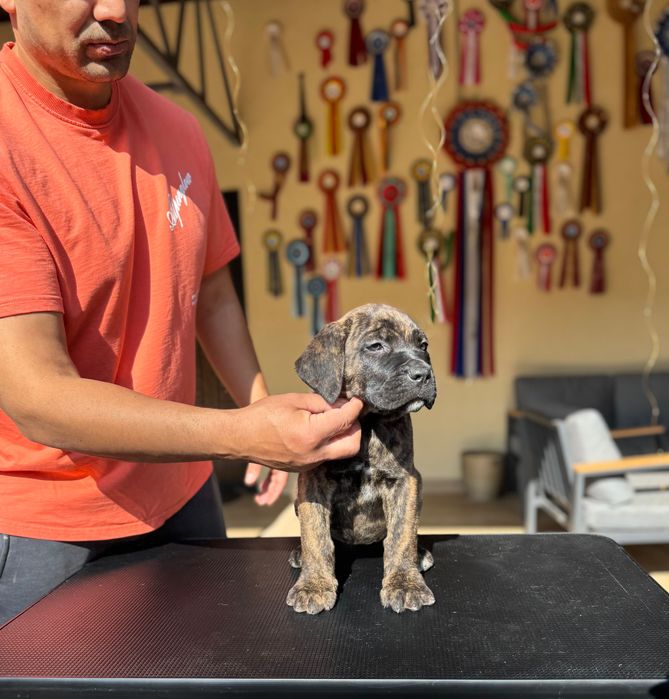 Продавам кученца Кане Корсо – ваксинирани, с паспорт и родословие