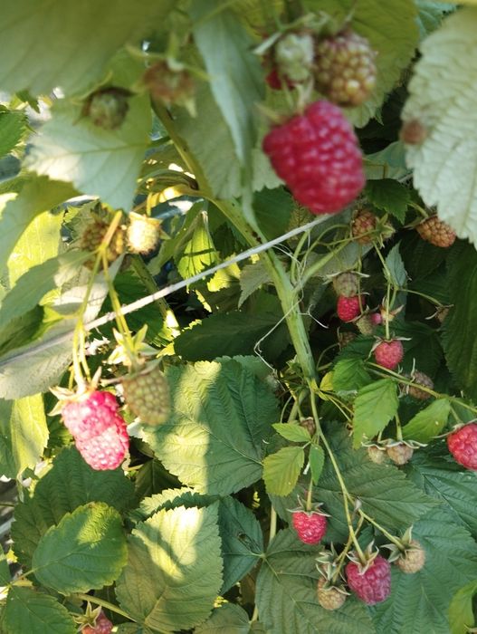 Продам кирпичный дом