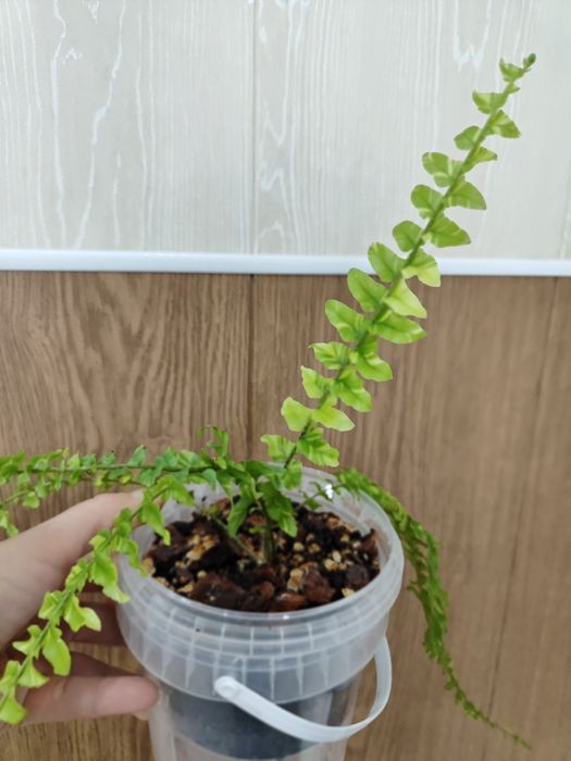 Нефролепис тигр (папоротник)